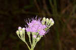 Coastal plain chaffhead